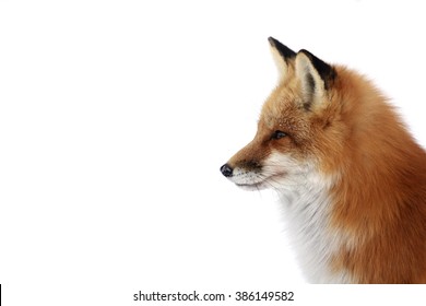 Red Fox Portrait On White