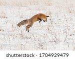 Red fox pouncing for rodents in Yellowstone National Park.