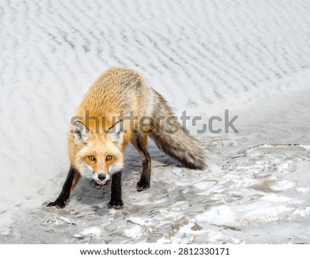 Red fox predator in a stance at bottom of a sand dune with vibrant eyes ready to pounce