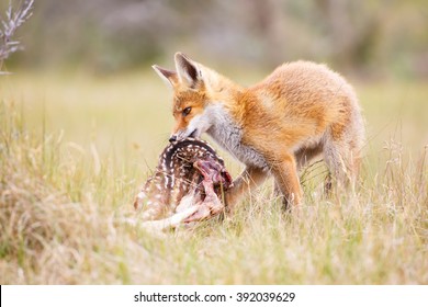 3,780 Fox with prey Images, Stock Photos & Vectors | Shutterstock