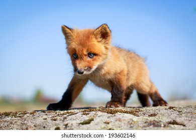 Red Fox Pup