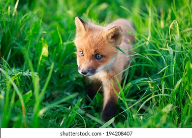 Red Fox Pup