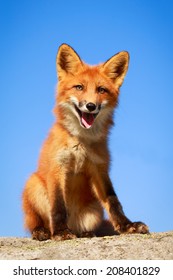 Red Fox Pup