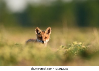 Red Fox Pup. Red Fox Kit.