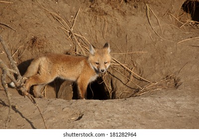 Red Fox Pup Outside Its Den