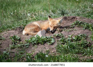 Red Fox Pup Taking A Nap 