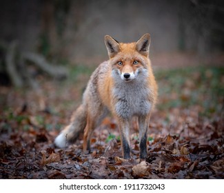 Red Fox Quietly Lurking Around For Food in Winter - Powered by Shutterstock