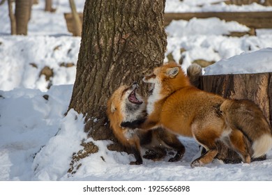 Red fox resting, sleeping and playing in white snow background in winter, Japan