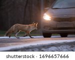 Red fox in road city