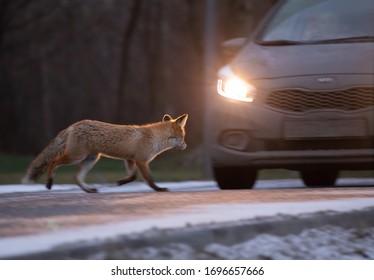 Red Fox In Road City