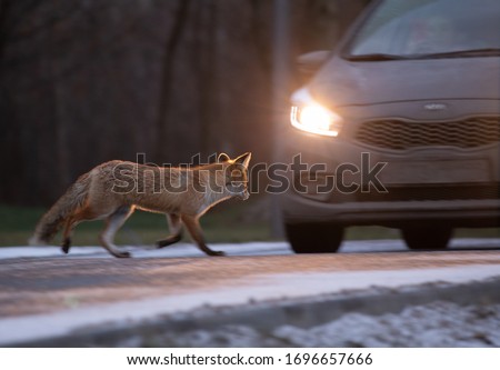 Red fox in road city