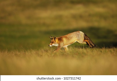 Red Fox Running Along The Field In The Evening, Summer In UK.