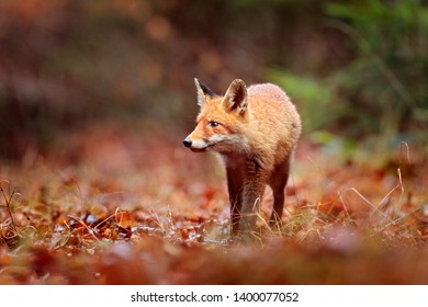 Red fox running on orange autumn leaves. Cute Red Fox, Vulpes vulpes in fall forest. Beautiful animal in the nature habitat. Wildlife scene from the wild nature, France, Europe. Cute animal in habitat - Shutterstock ID 1400077052