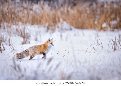 A red fox running through a snow-covered meadow of tall grass in the wintertime - Powered by Shutterstock