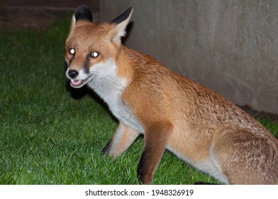 A Red Fox Searching For Food At Night In Dublin City Center.