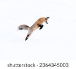 A red fox is seen leaping through the snow in its natural environment