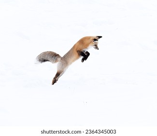 A red fox is seen leaping through the snow in its natural environment - Shutterstock ID 2364345003