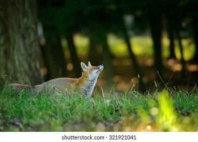 Red fox from side looking up to the treetop in the nice autumn sunlight