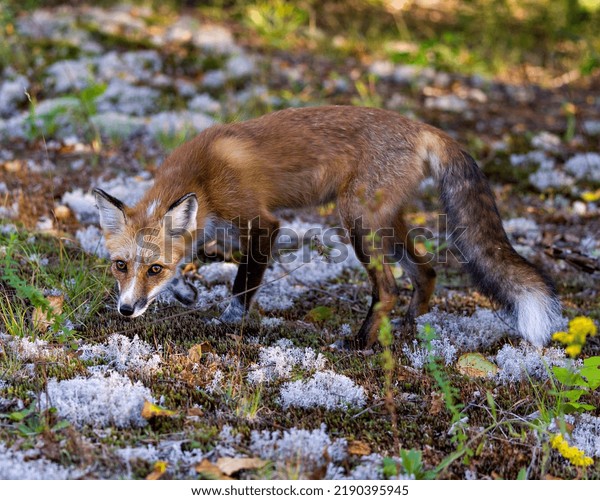 Red Fox Side View Looking Camera Stock Photo 2190395945 | Shutterstock