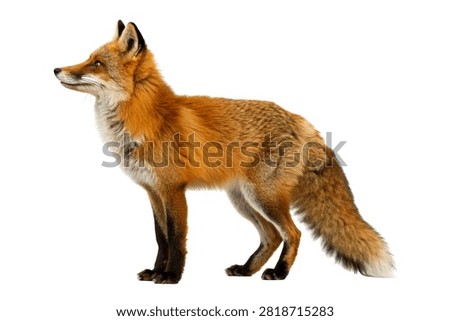 Red Fox Single Red Fox Standing Elegantly With Isolated On White Background