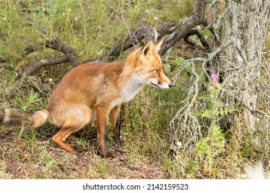 Red Fox Sitting in A Green Nature Background - Shutterstock ID 2142159523