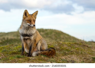 El zorro rojo sentado en un fondo natural en las dunas