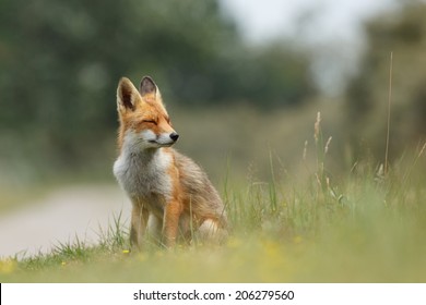 Red Fox Sitting On Grass