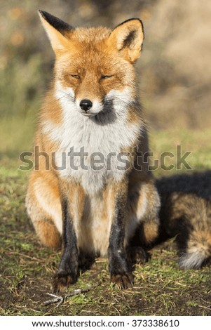 Image, Stock Photo European Red Fox