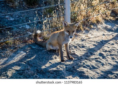 The Red Fox Sitting On Parking Area In Grampians National Park. Wild Nature Of Australia.