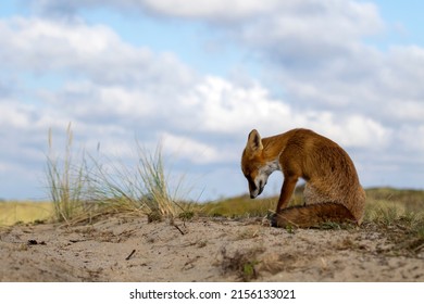 Red Fox Sitting On The Sand