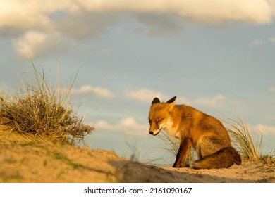 Red Fox Sitting On The Sand