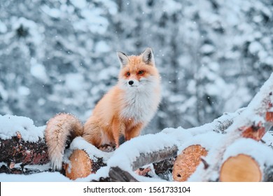 Red Fox Sitting On Woodpile