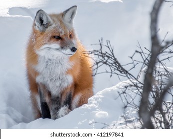 Red Fox Sitting In The Snow