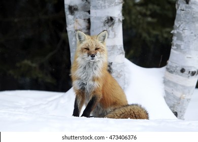 A Red Fox Sitting In The Snow