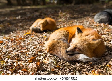 Red fox sleeping at outdoor - Powered by Shutterstock