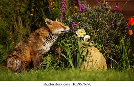 Red Fox Smelling The Flowers In The Garden In Spring, UK