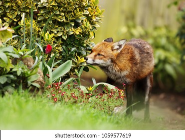 Red Fox Smelling The Flowers In The Garden In Spring, UK