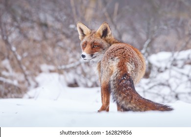 Red Fox In The Snow