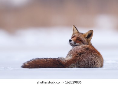 Red Fox In The Snow