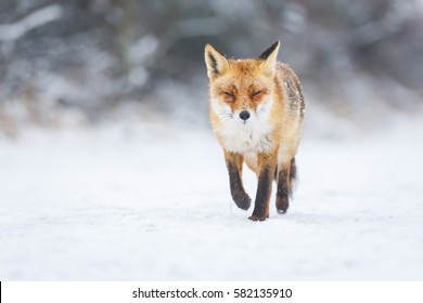 Red Fox In The Snow
