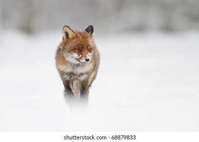 Red Fox In The Snow