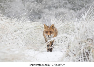 Red Fox In The Snow.