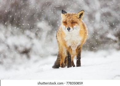 Red Fox In The Snow