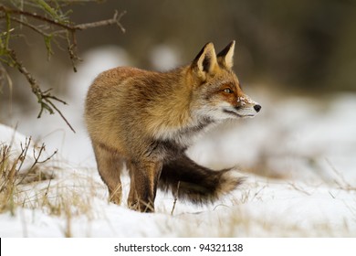 Red Fox In The Snow