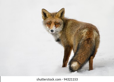 Red Fox In The Snow