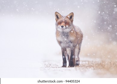 Red Fox In The Snow