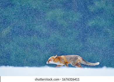 Red Fox Snow Hunting, Vulpes Vulpes, Wildlife Scene From Europe. Orange Fur Coat Animal In The Nature Habitat. Fox On The Winter Forest Meadow, With White Snow Fall.    