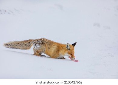 Red Fox In Snow Palandöken Mountain Erzurum Turkey