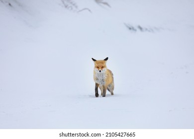 Red Fox In Snow Palandöken Mountain Erzurum Turkey