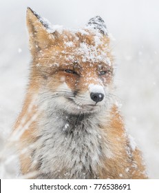 Red Fox In The Snow Portrait